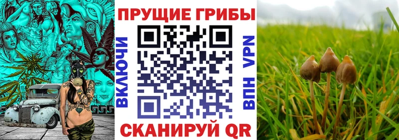 Псилоцибиновые грибы Psilocybe  Купить  Гусев 